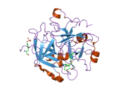 2bvs: HUMAN THROMBIN COMPLEXED WITH FRAGMENT-BASED SMALL MOLECULES OCCUPYING THE S1 POCKET