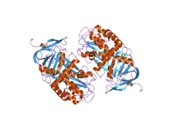2ceo: THYROXINE-BINDING GLOBULIN COMPLEX WITH THYROXINE