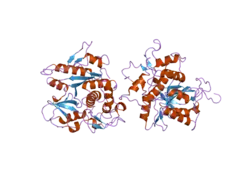 2d1i: Structure of human Atg4b