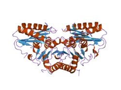 2ddk: Crystal structure of human myo-inositol monophosphatase 2 (IMPA2) (orthorhombic form)