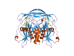 2dsd: Crystal structure of human ADP-ribose pyrophosphatase NUDT5 in complex with magnesium and AMP
