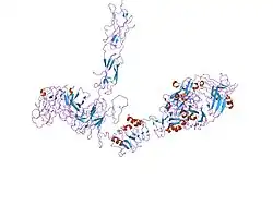 2dtg: Insulin receptor (IR) ectodomain in complex with fab's