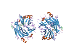 2f27: Crystal Structure of the Human Sialidase Neu2 E111Q-Q112E Double Mutant in Complex with DANA Inhibitor