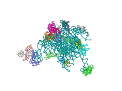 2ftc: Structural Model for the Large Subunit of the Mammalian Mitochondrial Ribosome