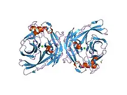 2h2n: Crystal structure of human soluble calcium-activated nucleotidase (SCAN) with calcium ion