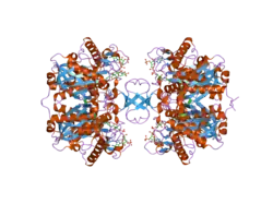 2ibw: Crystallographic and kinetic studies of human mitochondrial acetoacetyl-CoA thiolase (T2): the importance of potassium and chloride for its structure and function