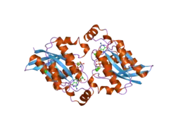 2ic5: Crystal structure of human RAC3 grown in the presence of Gpp(NH)p.
