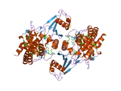 2ig7: Crystal structure of Human Choline Kinase B