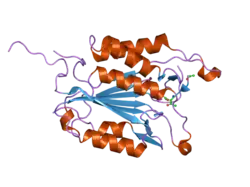 2j33: THE ROLE OF LOOP BUNDLE HYDROGEN BONDS IN THE MATURATION AND ACTIVITY OF (PRO)CASPASE-3