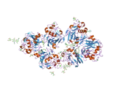 2j3u: L-FICOLIN COMPLEXED TO GALACTOSE