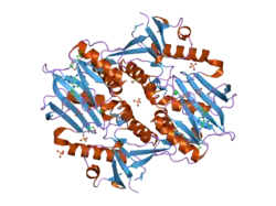 2p0a: The crystal structure of human synapsin III (SYN3) in complex with AMPPNP