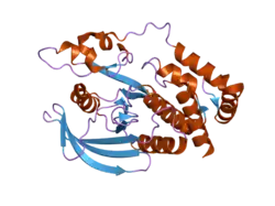 2pbn: Crystal structure of the human tyrosine receptor phosphate gamma