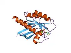 2q21: CRYSTAL STRUCTURES AT 2.2 ANGSTROMS RESOLUTION OF THE CATALYTIC DOMAINS OF NORMAL RAS PROTEIN AND AN ONCOGENIC MUTANT COMPLEXED WITH GSP