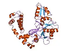 9ice: DNA POLYMERASE BETA (POL B) (E.C.2.7.7.7) COMPLEXED WITH SEVEN BASE PAIRS OF DNA; SOAKED IN THE PRESENCE OF DATP (1 MILLIMOLAR) AND CUCL2 (0.1 MILLIMOLAR)