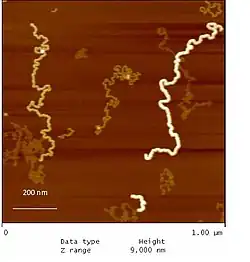 Figure 2. Atomic force microscopy height image of co-prepared dendronized polymers of generation one through four (PG1-PG4) reflecting the different thicknesses and apparent persistence lengths for each generation