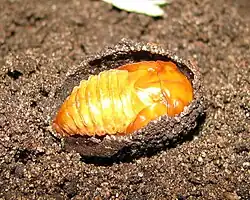 Pupa