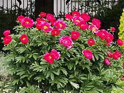 Peony - Paeonia lactiflora 'Scarlet Tananger'