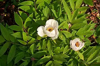 Paeonia ostii