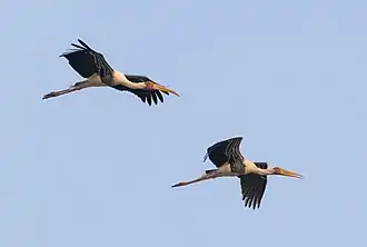 Painted Storks