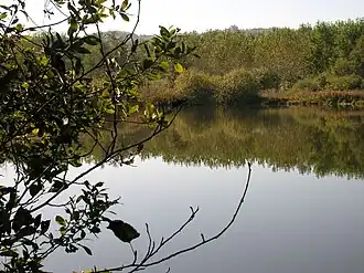 View of the lake and the wetlands