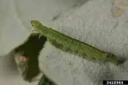 Larva
