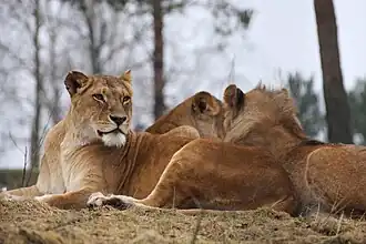 Lions