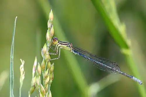 Male (sub-adult), showing all marks