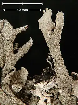 Close-up view of Parmelia submontana lobes with 10 mm scale bar, showing pale granular surface texture and branching growth pattern against black background.