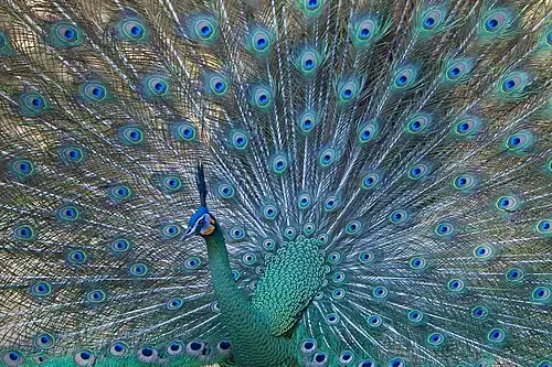 The endangered green peafowl. Its preferred habitat is dry deciduous forest close to water and away from human disturbance.[45]