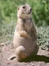 Brown prairie dog