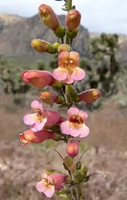 Inflorescence of peach colored flowers with a wide tube and two lobes facing upwards and three downwards from each bloom