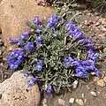 Flowers of Penstemon caespitosus