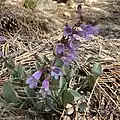 Penstemon carnosus blooming