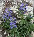 Flowers of Penstemon heterodoxus