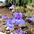Flowers of Penstemon roezlii