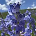 Flowers of Penstemon strictus