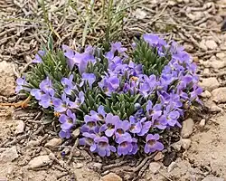Ground hugging mat of leaves studded with many tubular lavender flowers especially around its edges