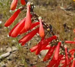 Many long, narrow red flowers hanging at a downward angle from one side of their stem