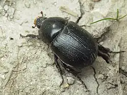 Rhinoceros beetle