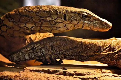 Perenties in the zoo's Reptile Encounter reptile-house