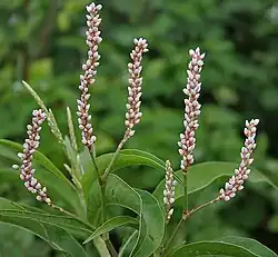Persicaria glabra