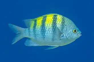 Petaca banderita (Abudefduf troschelii), Cabo San Lucas, Baja California, México, 2024-12-18, DD 101