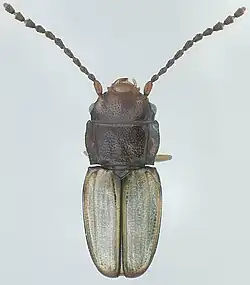 Phloeolaemus hoplites.