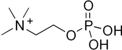 Phosphocholine