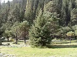 Mixed forest of Pinus cooperi and Picea chihuahuana