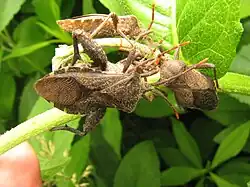 Piezogaster sp. mating
