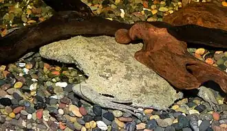 The gray shape is the Surinam toad.