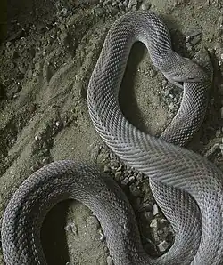 One silver-colored snake is on top of another silver-colored snake. The snake on top is biting the bottom snake's head.