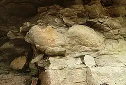 Plagiostoma lineatum