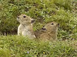 Brown pikas